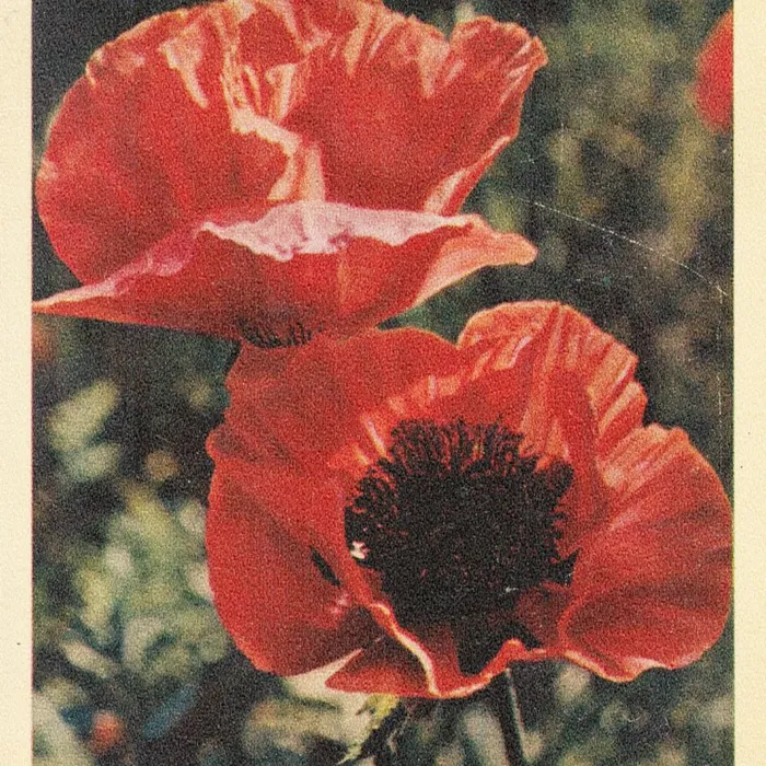 Track Cover Image