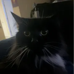 vandii | BeatStars Profile